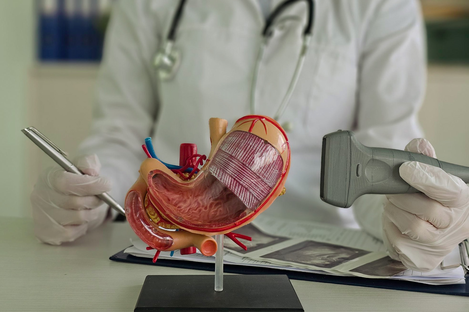 Gastroenterology anatomical model